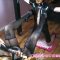 PinUpDominationByLadyVampira: Masochistic Passion In Chains 1_2 – Boobs And Breathplay _ Schmerzgeil In Ketten 1_2 – Boobs And Breathplay, femdom otk spanking on big ass porn