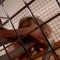 Blonde Nataly Von trapped in cage & spanked by nasty Liz Part 1