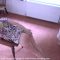 Lucy Lauren faces the ultimate punishment – a bare bottom caning!