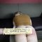 A Serious Chicago Spanking Part 2 – Full Movie